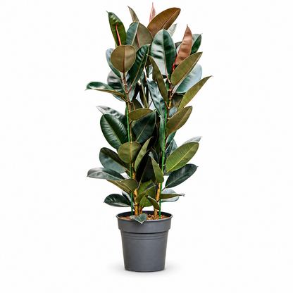 Ficus elastica 'Abidjan' 130 cm