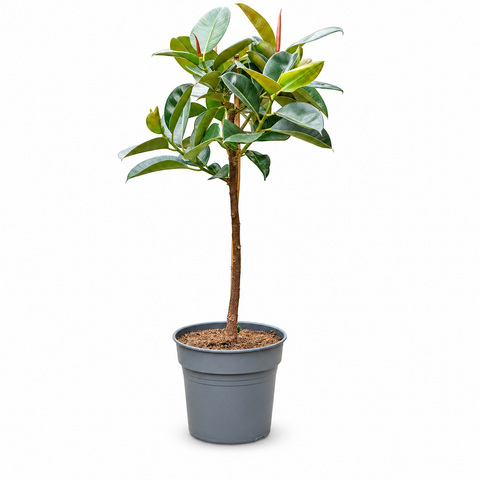 Ficus elastica Robusta 130 cm