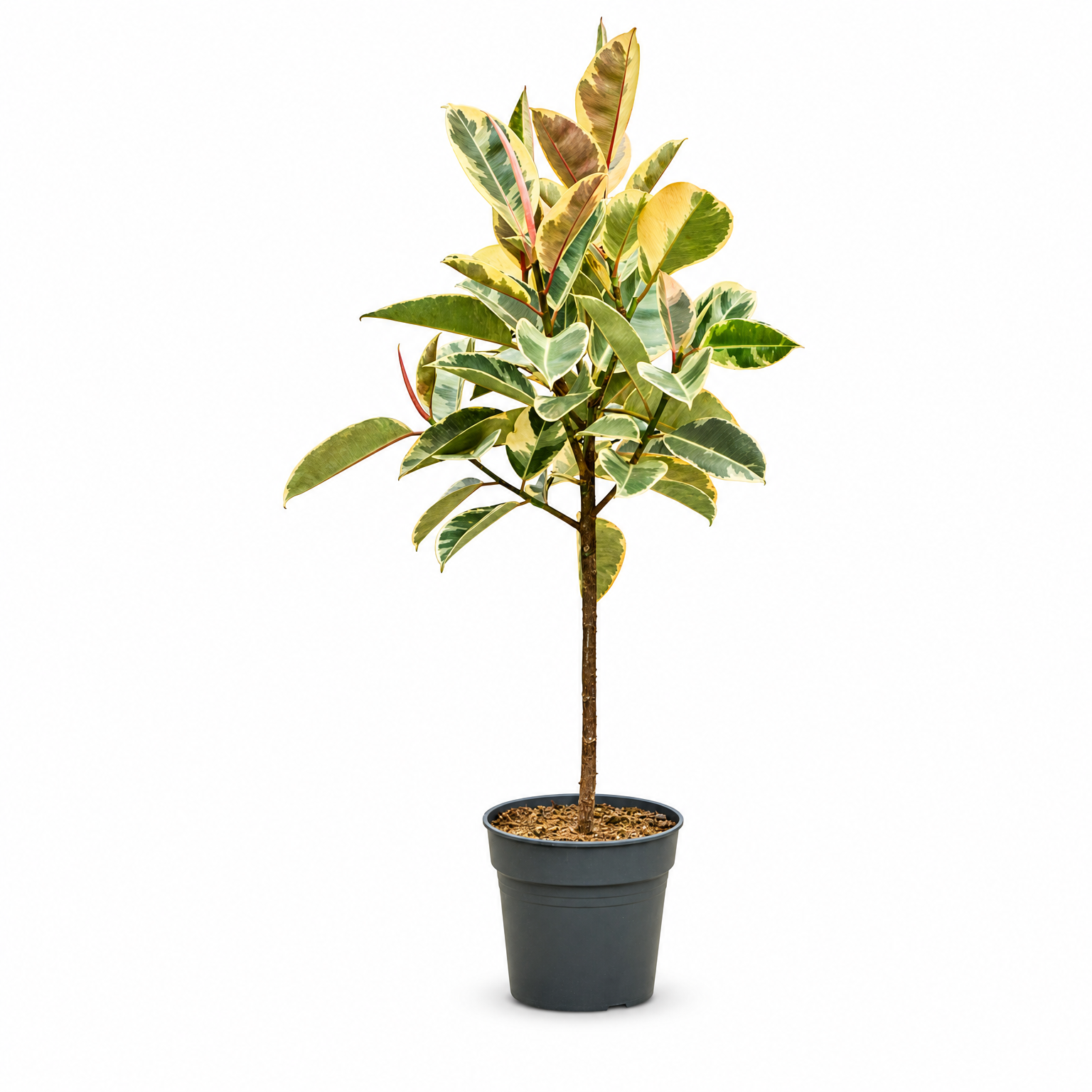 Ficus elastica 'Tineke' 140 cm