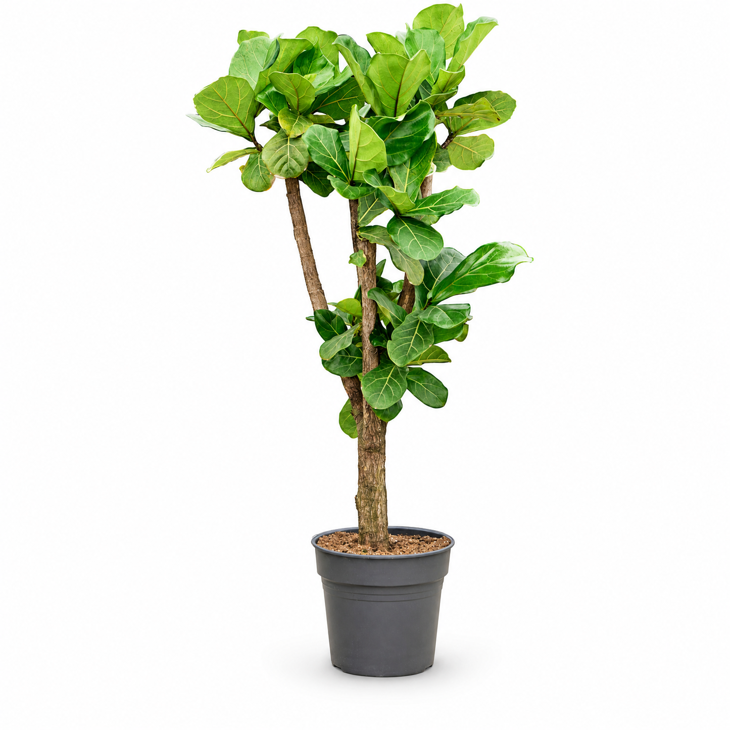 Ficus lyrata 125 cm