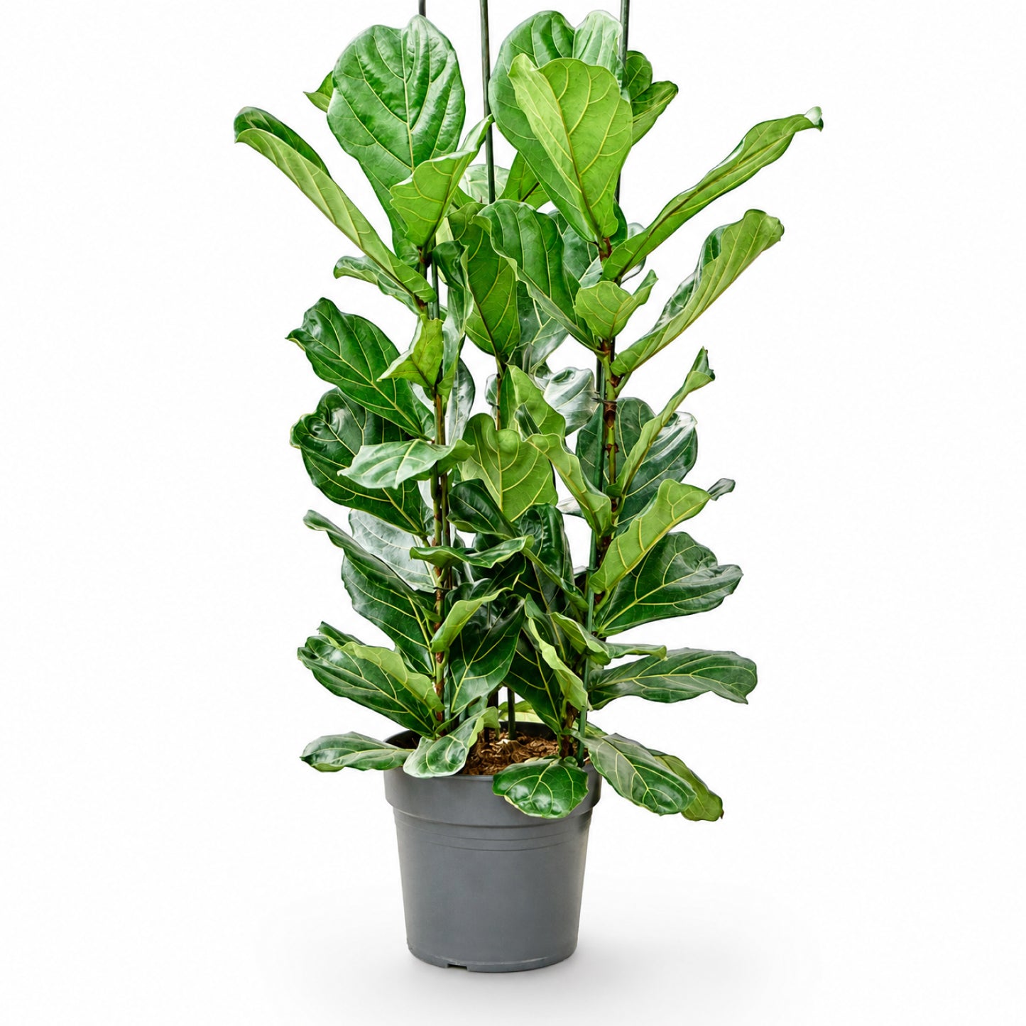 Ficus lyrata 160 cm
