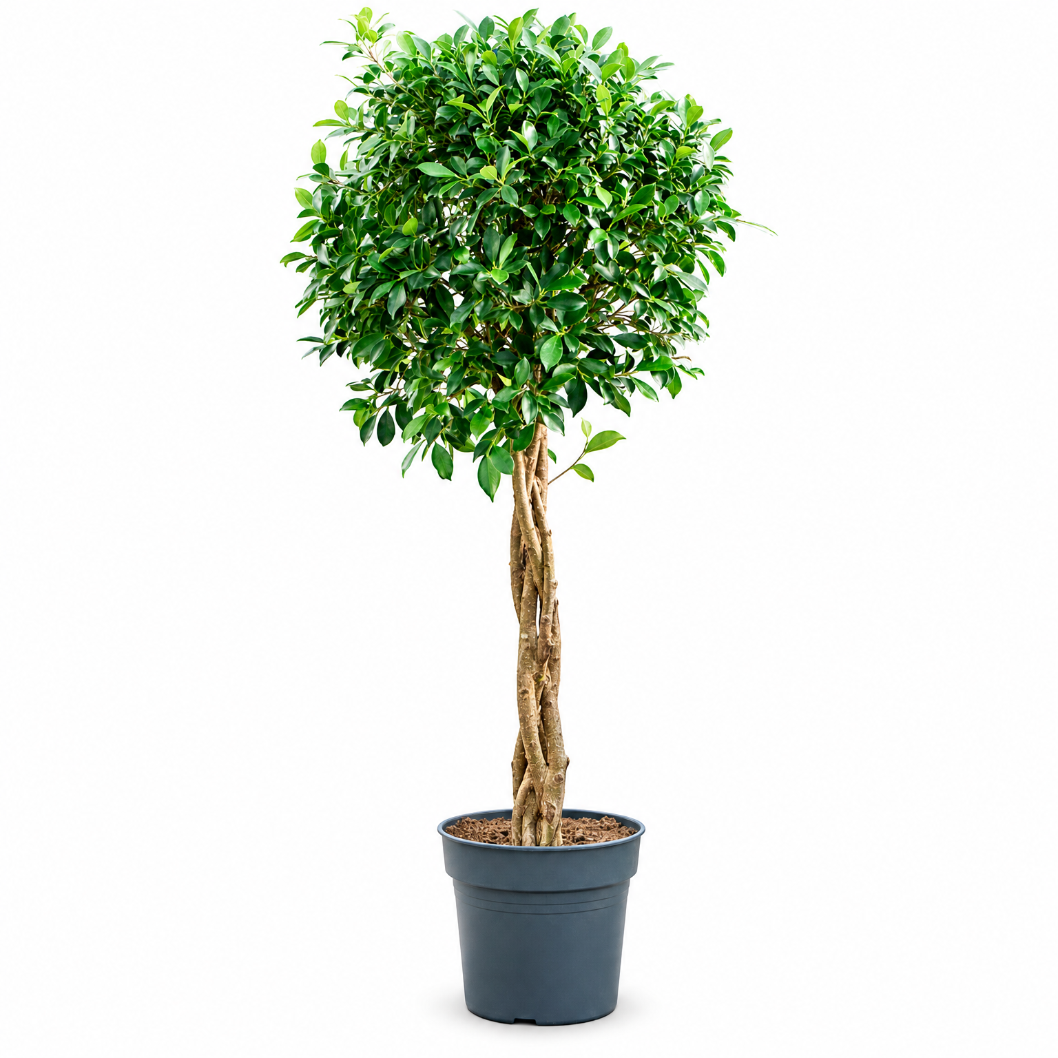 Ficus microcarpa ‘Nitida’ 130 cm