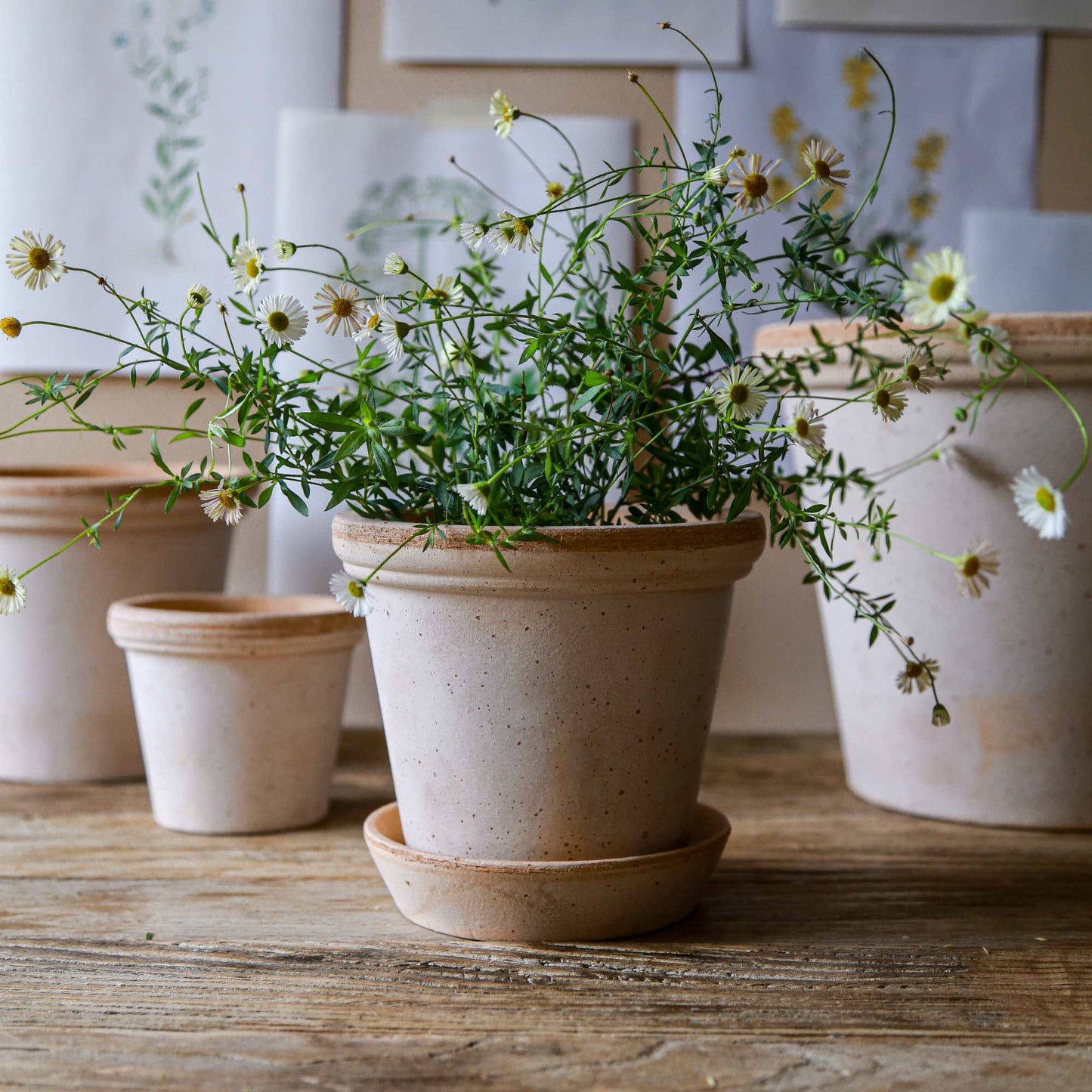 Flora RAW Rosa