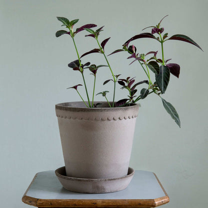 Helena RAW Grey