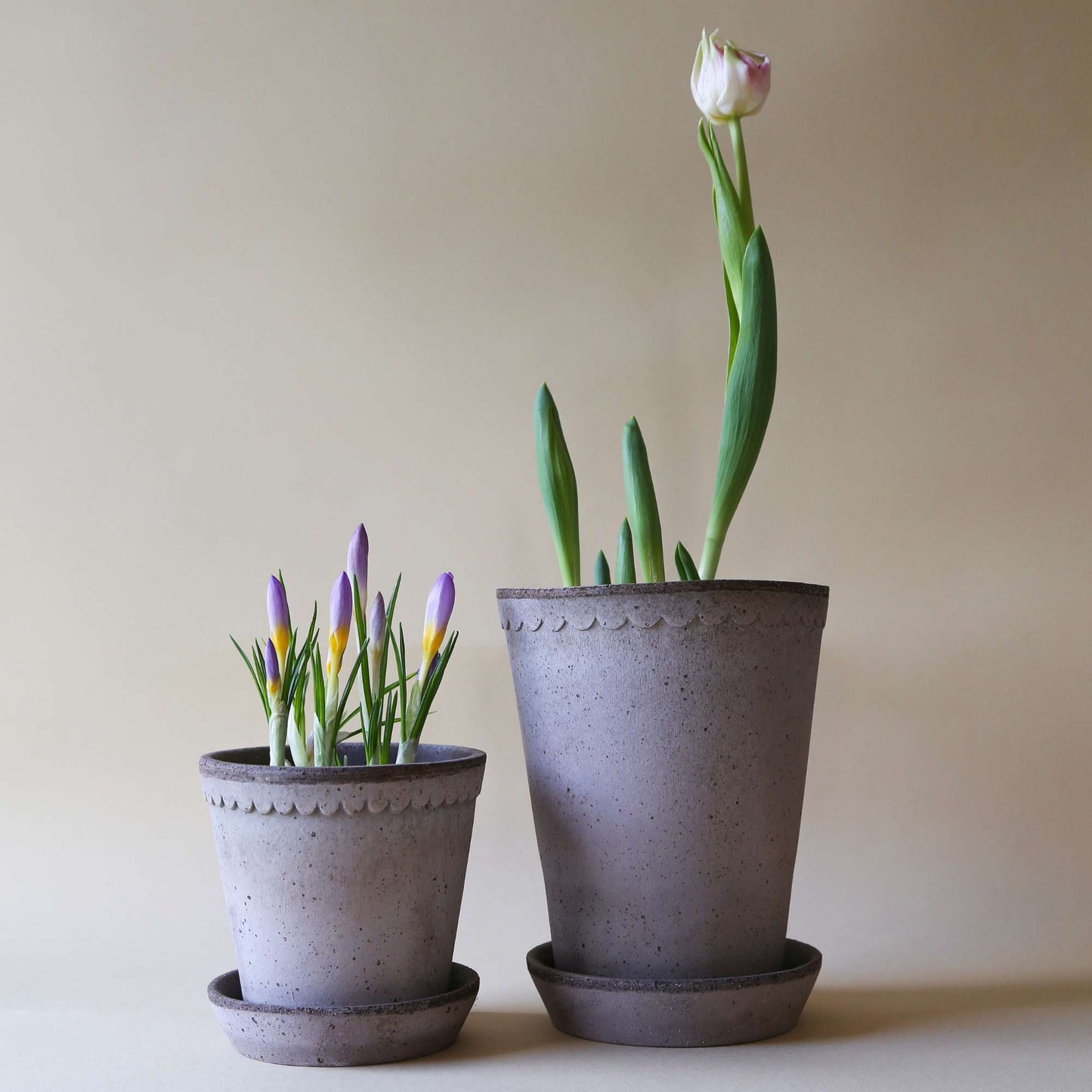 Helena RAW Grey Tall