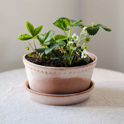 Helena RAW Rosa Low