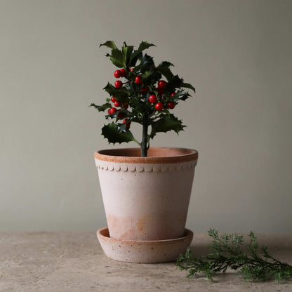 Helena RAW Rosa
