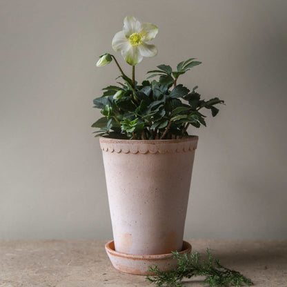 Helena RAW Rosa Tall