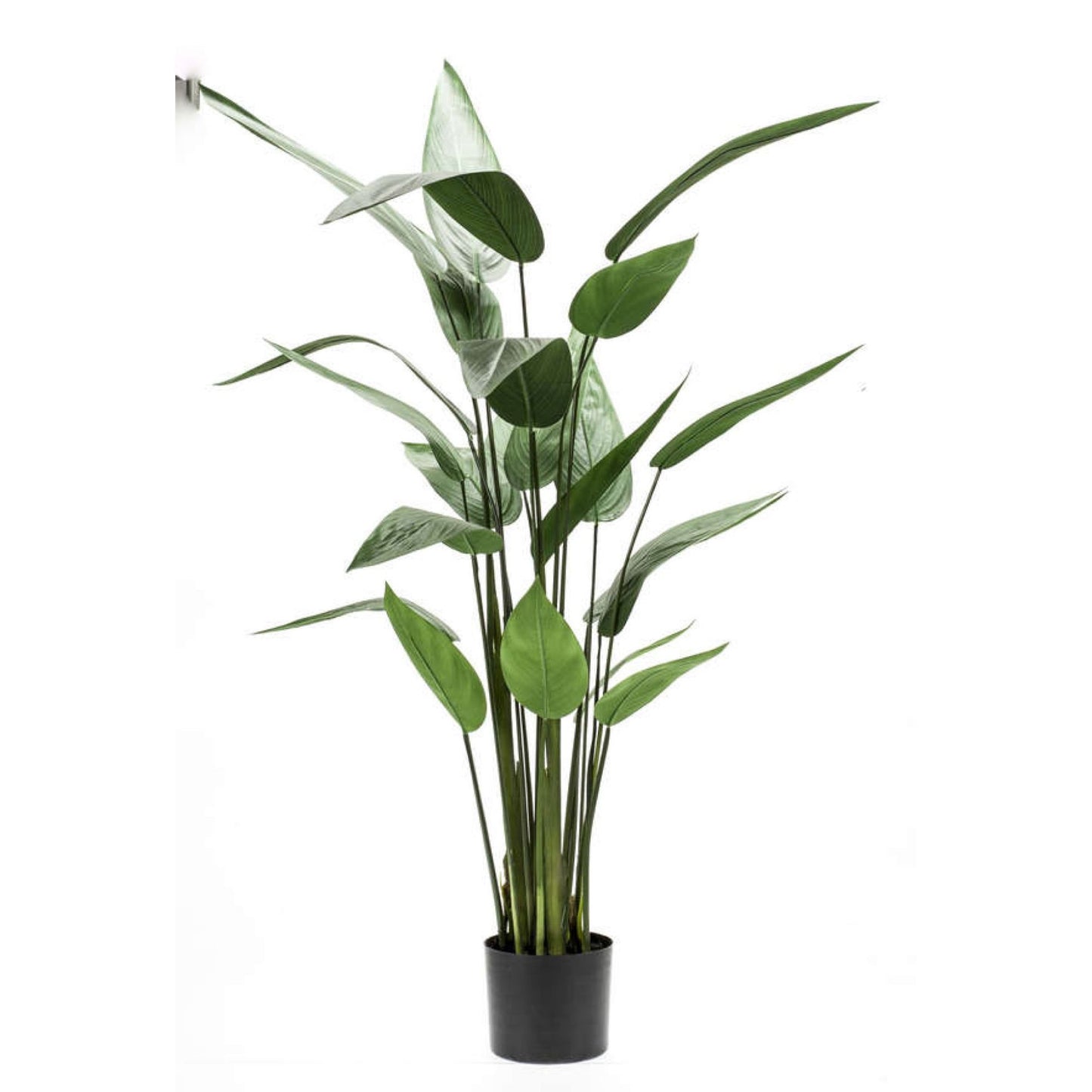 Heliconia umělá