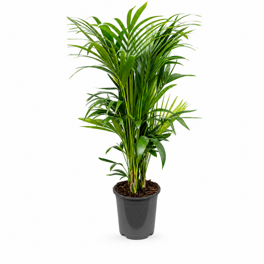 Kentia (Howea) forsteriana 120 cm