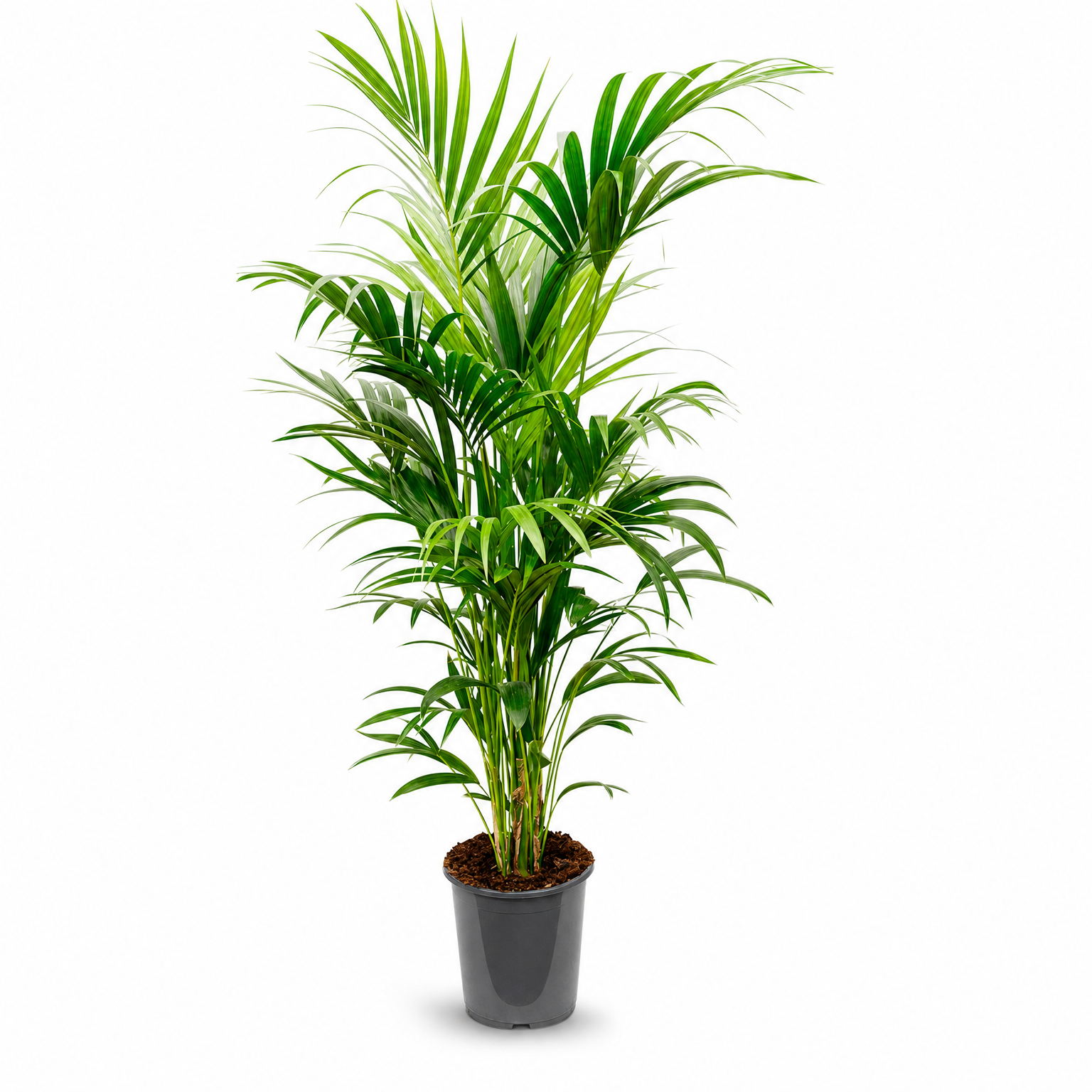 Kentia (Howea) forsteriana 170 cm