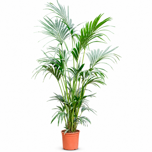 Kentia (Howea) forsteriana 200 cm