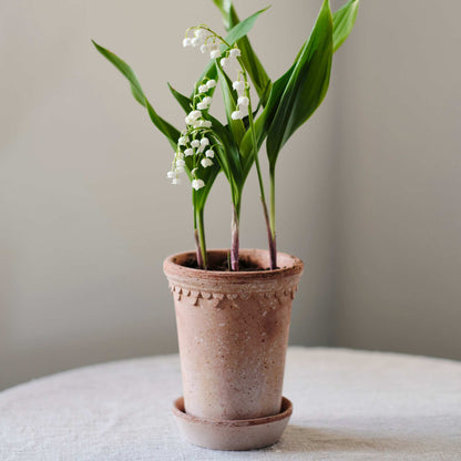 Københavner RAW Rosa Tall