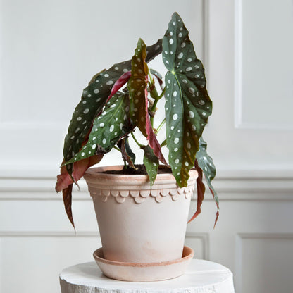 Københavner RAW Rosa