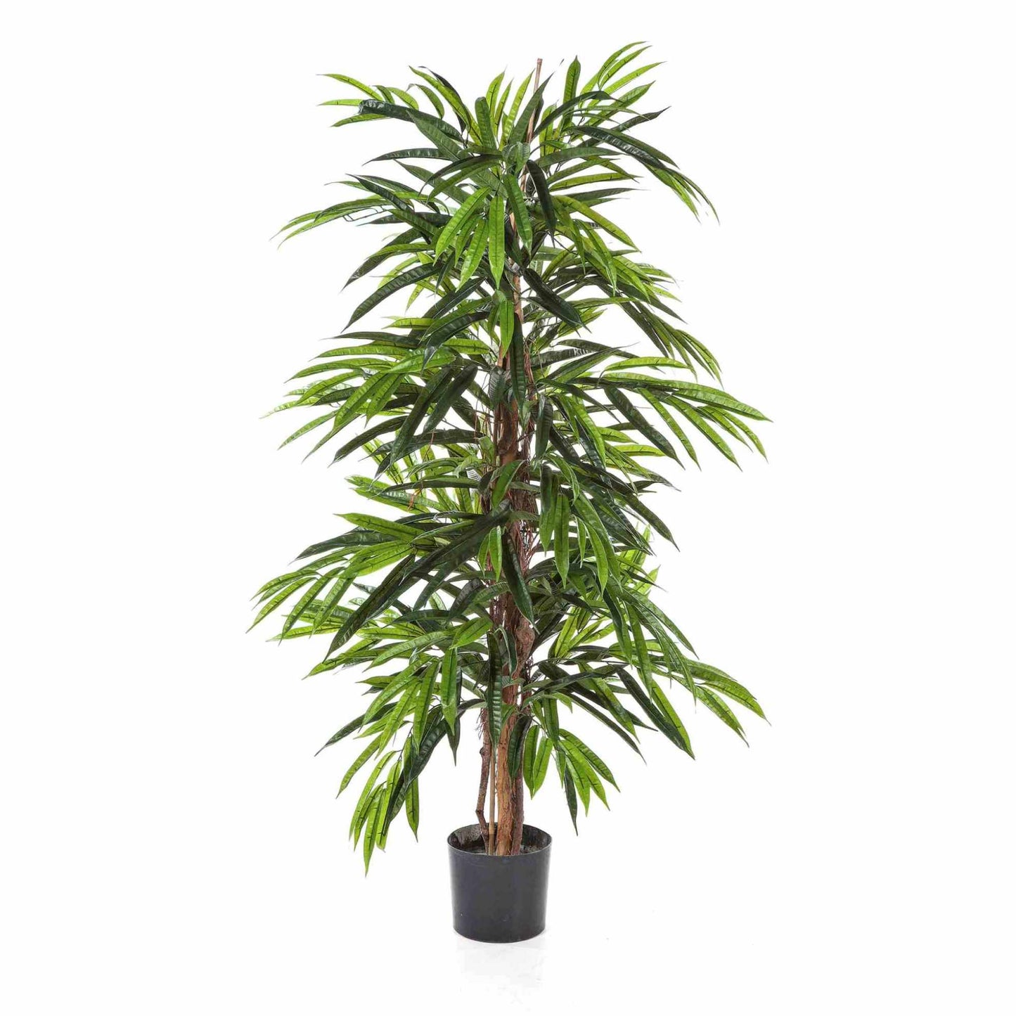 Longifolia umělá