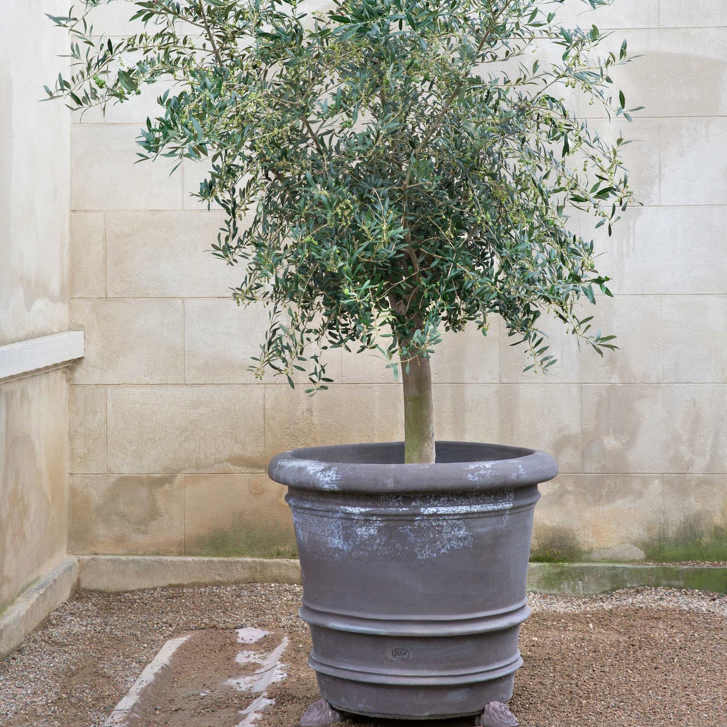 Lucca RAW Grey