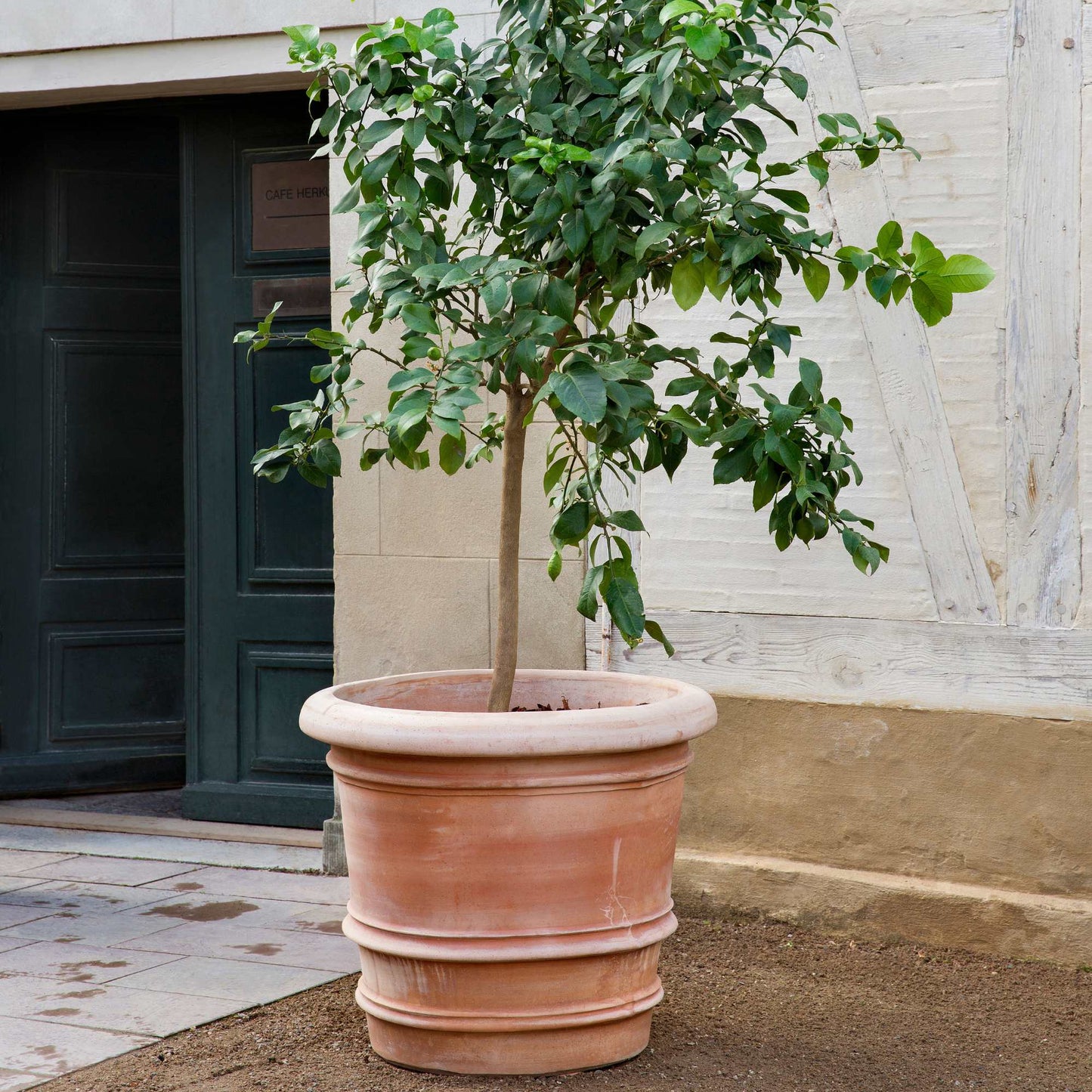 Lucca RAW Rosa