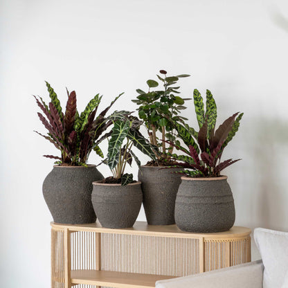 Hestia Umber Brown