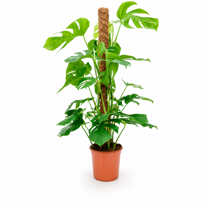 Monstera deliciosa 110 cm