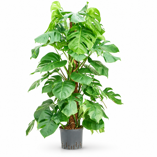 Monstera deliciosa 120 cm