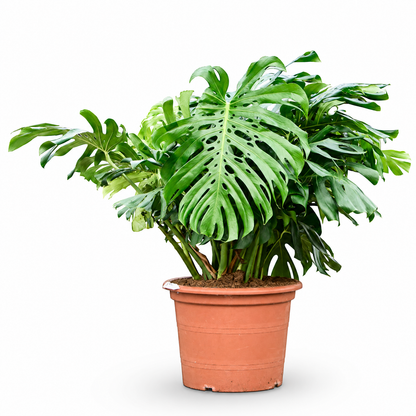 Monstera deliciosa 130 cm