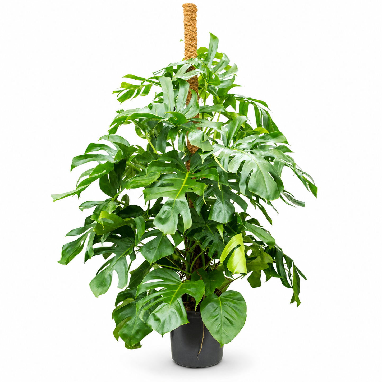 Monstera deliciosa 160 cm