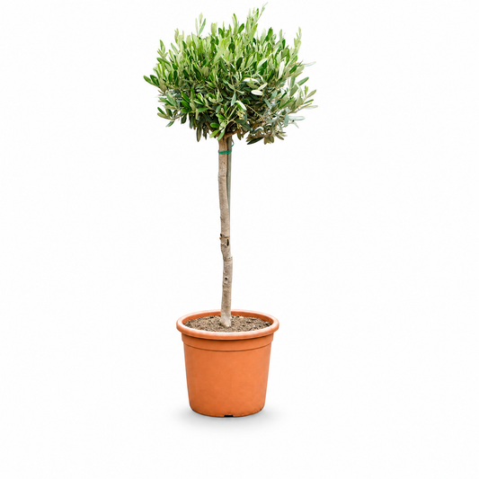 Olea europaea 120 cm