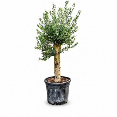 Olea europaea 160 cm