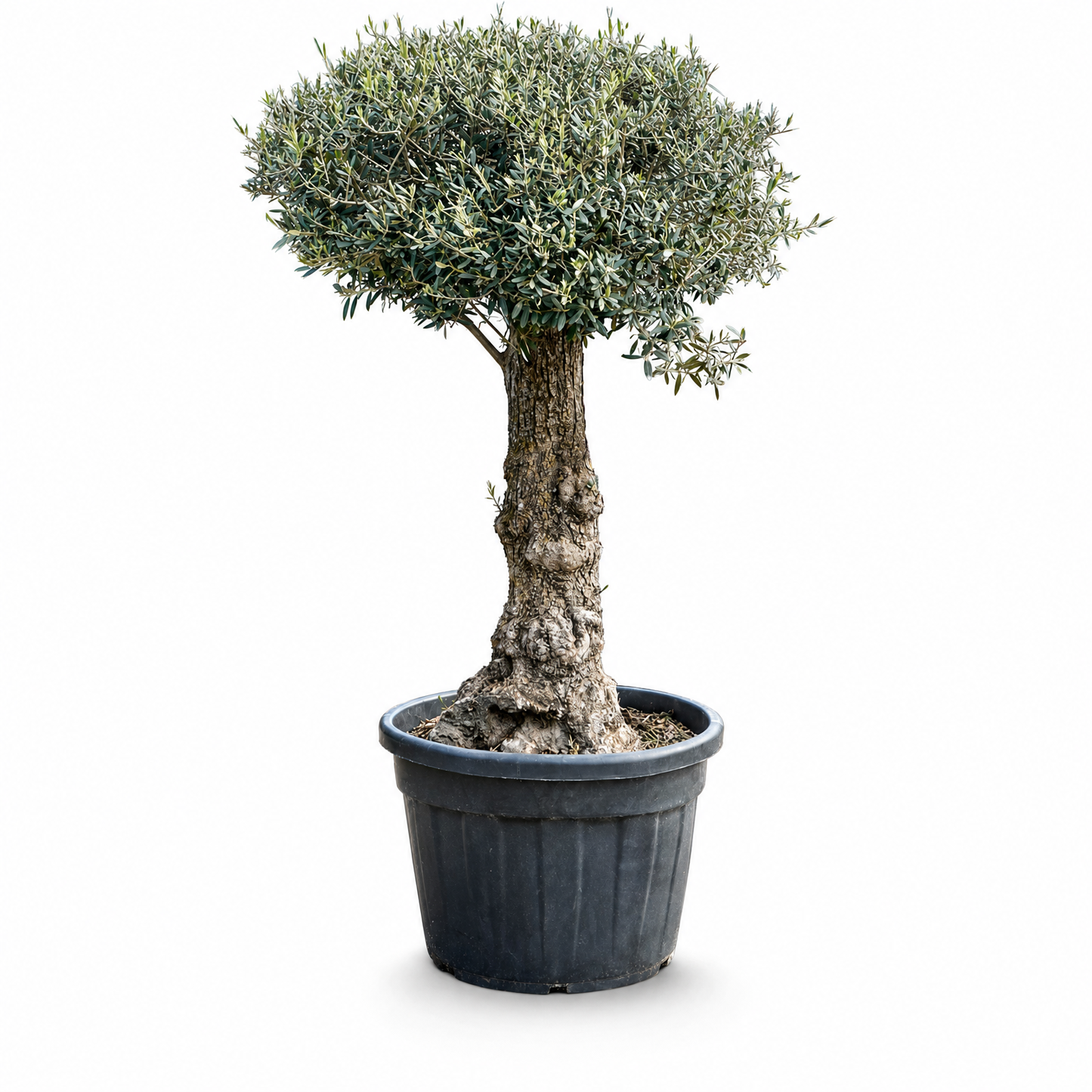 Olea europaea (170-200) 185 cm