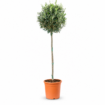 Olea europaea 175 cm