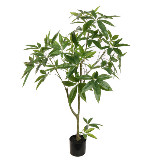 Pachira umělá