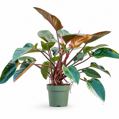 Philodendron 'Red Beauty' 100 cm