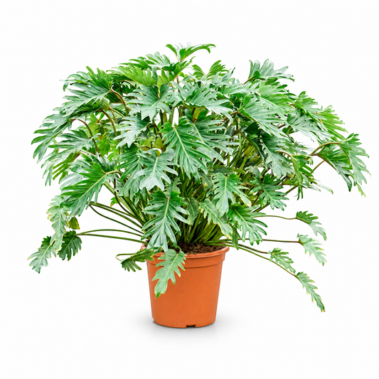 Philodendron 'Xanadu' 100 cm