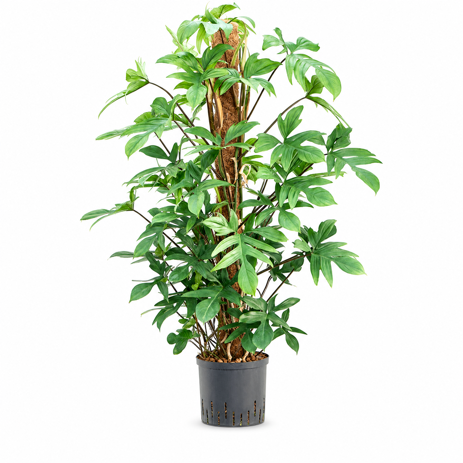 Philodendron pedatum 120 cm
