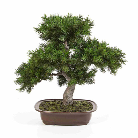 Pinus Bonsaj umělý