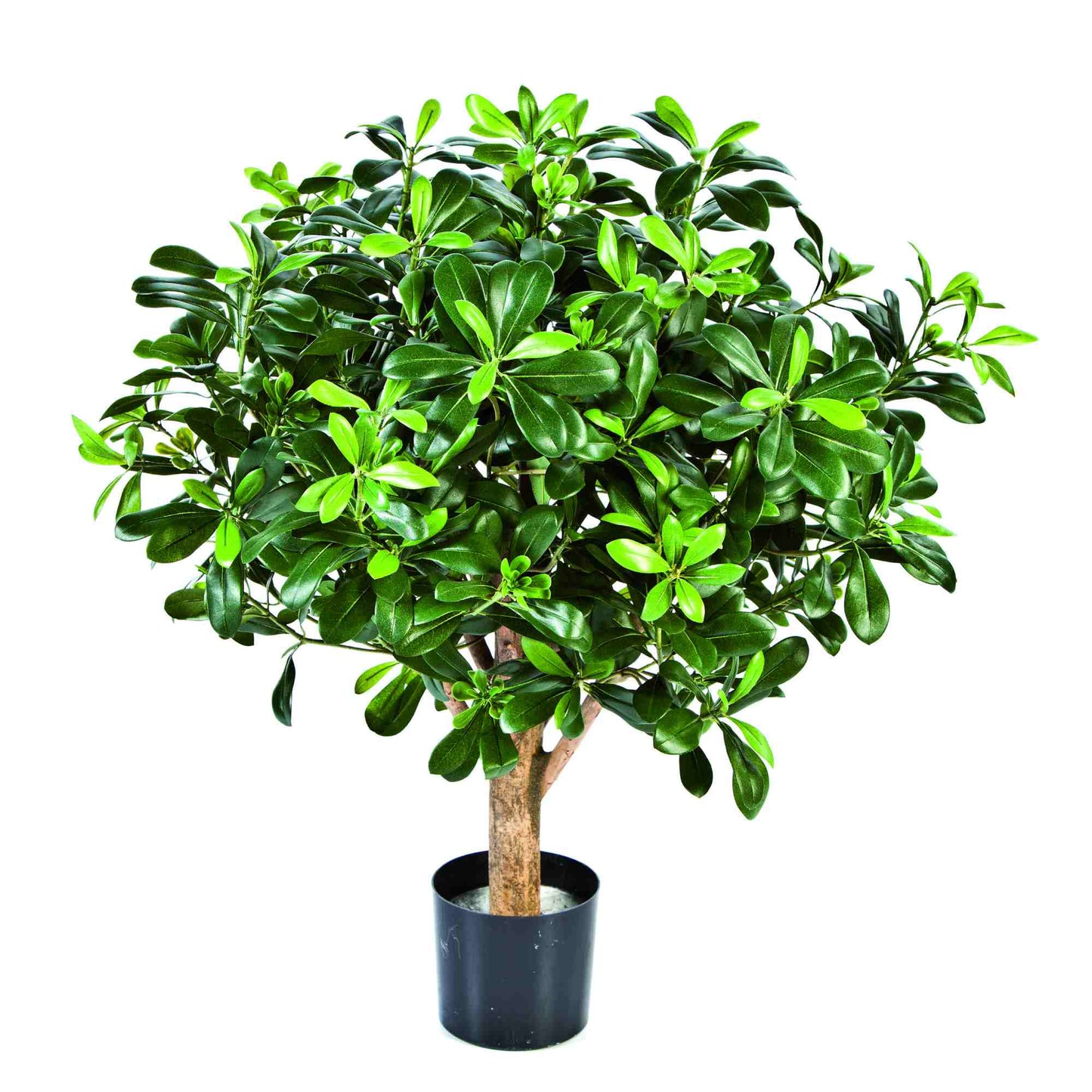 Pittosporum umělý