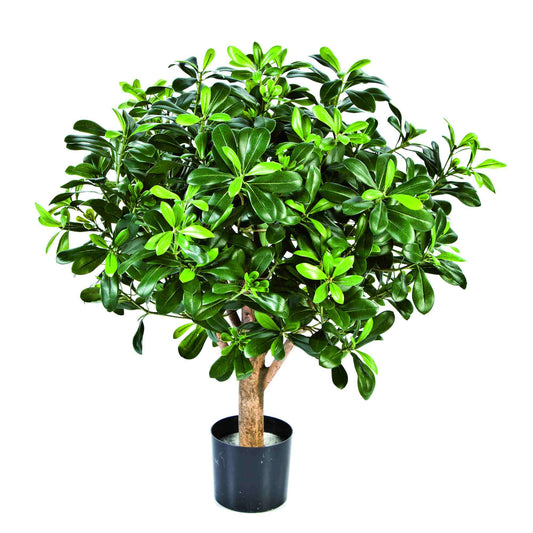 Pittosporum umělý