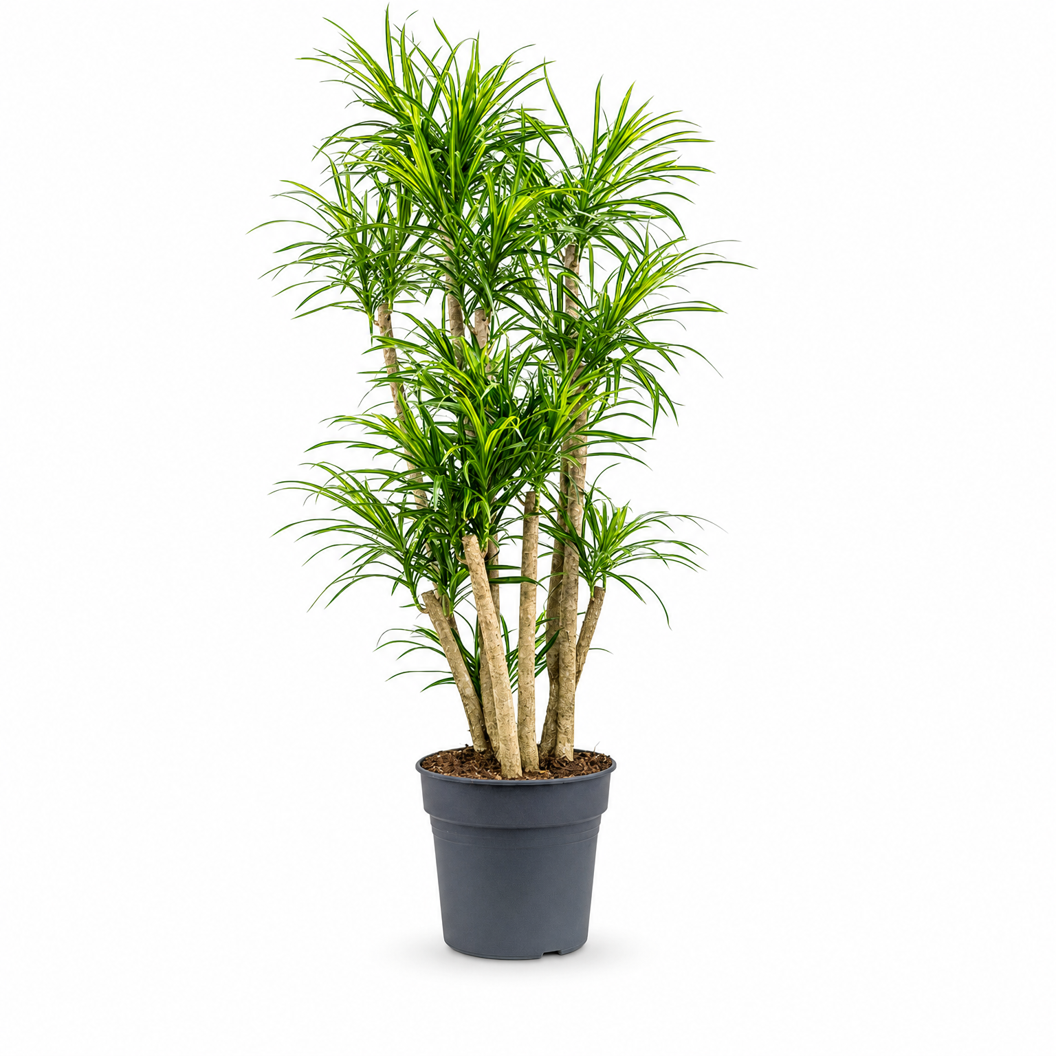 Pleomele (Dracaena) 'Anita Variegata' 130 cm