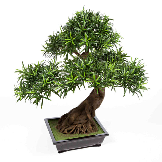 Podocarpus Bonsaj umělý
