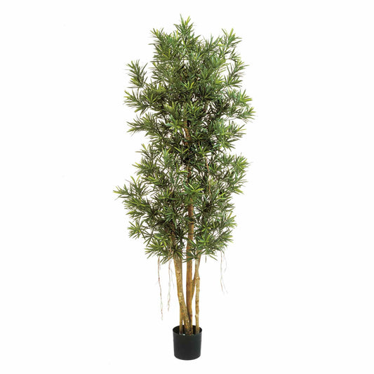 Podocarpus Reflexa umělý