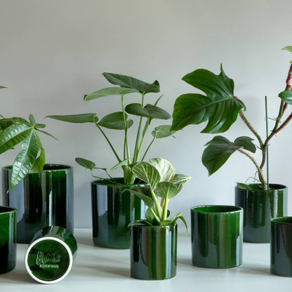 Romeo GLAZED Emerald Green