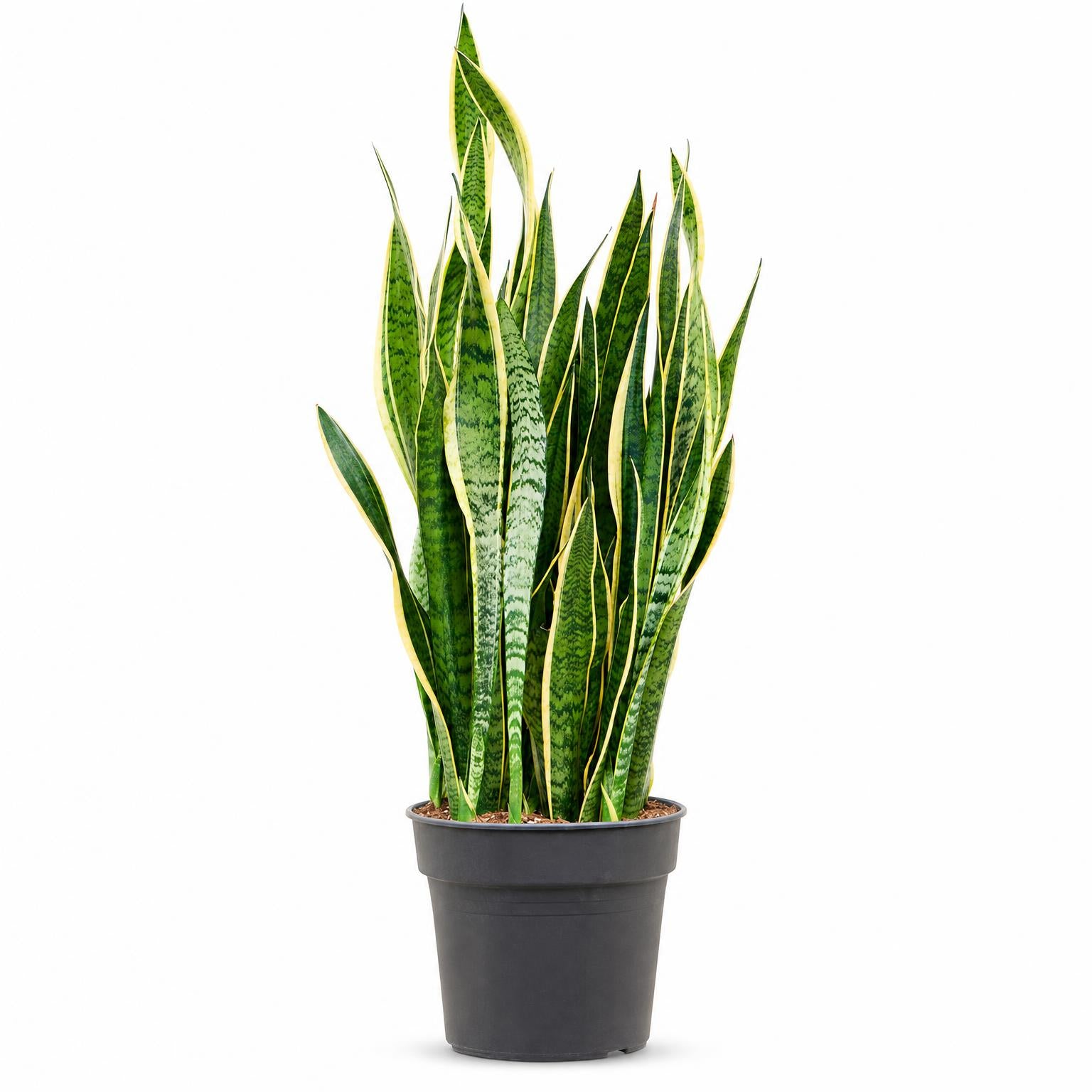 Sansevieria trifasciata 'Laurentii' 130 cm