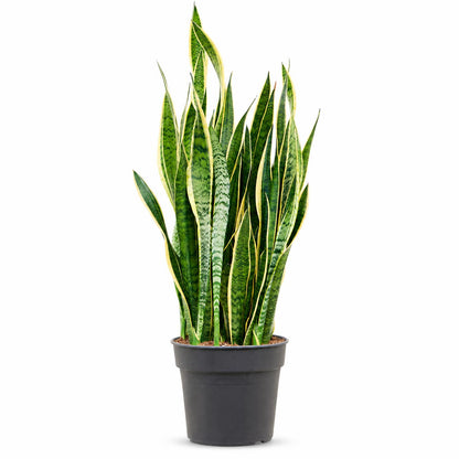 Sansevieria trifasciata 'Laurentii' 130 cm