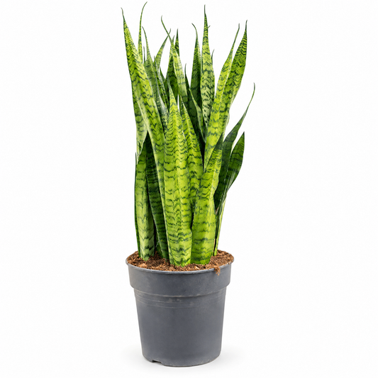 Sansevieria zeylanica 110 cm