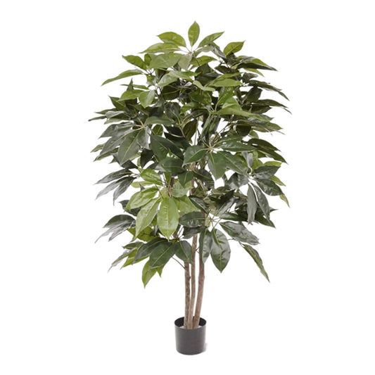 Schefflera Actinophylla Amate umělá