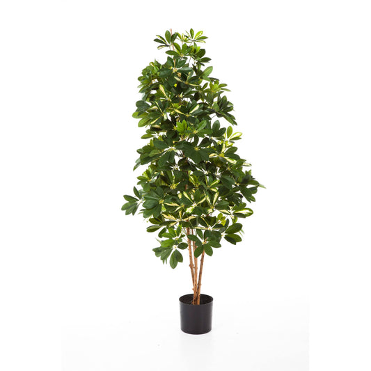 Schefflera umělá