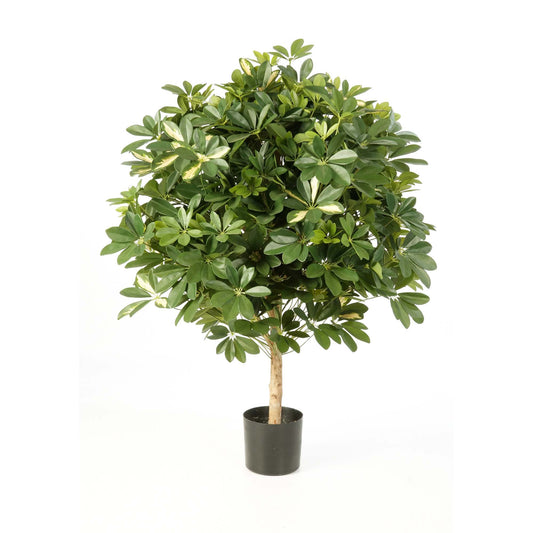 Schefflera umělá