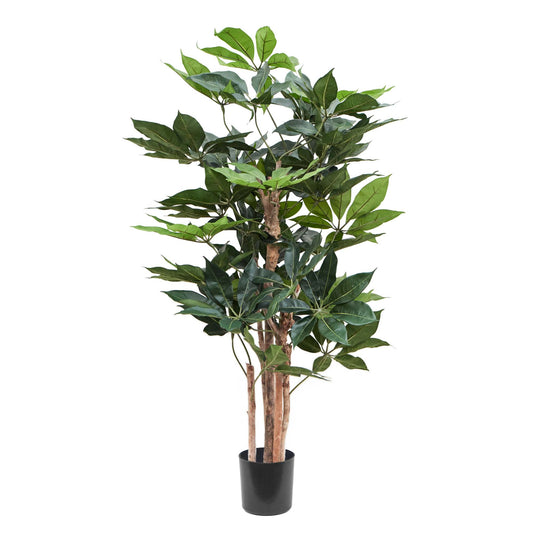 Schefflera umělá