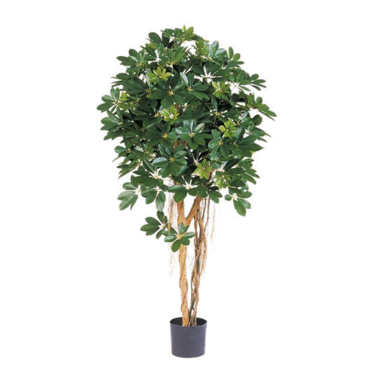 Schefflera umělá