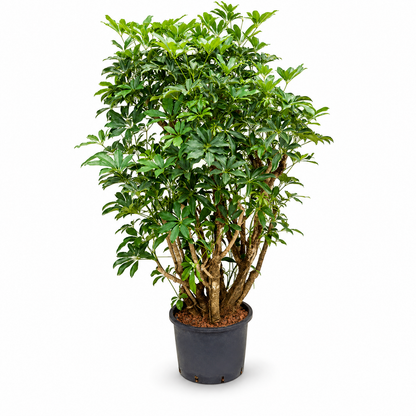 Schefflera arboricola 'Compacta' 140 cm